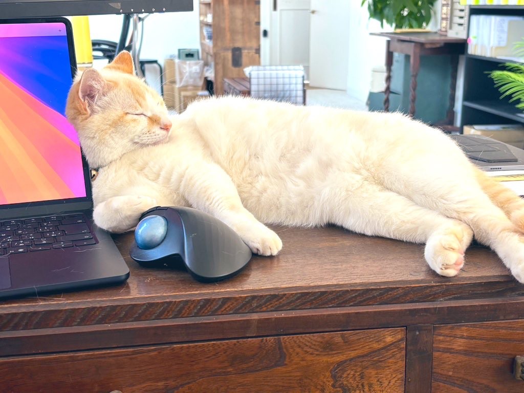 ねこのて行政書士事務所の来所スペース
